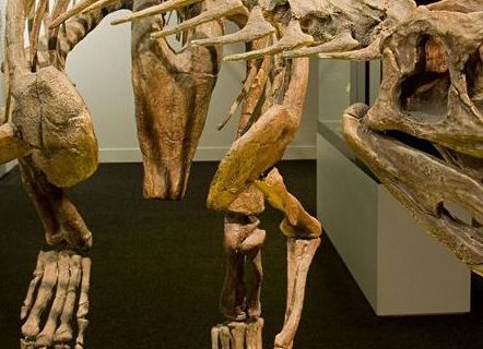 150 milyon yıl önce yaşamış, iskelet fosili bulundu