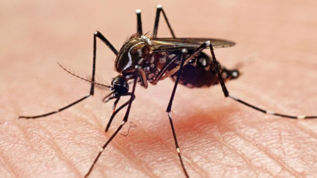Sivrisinekler neden bazılarını daha çok ısırıyor, kurbanlarını nasıl buluyor?