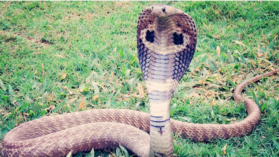 Hayvanat bahçesinden kaçan dev kral kobra, bir hafta sonra geri döndü