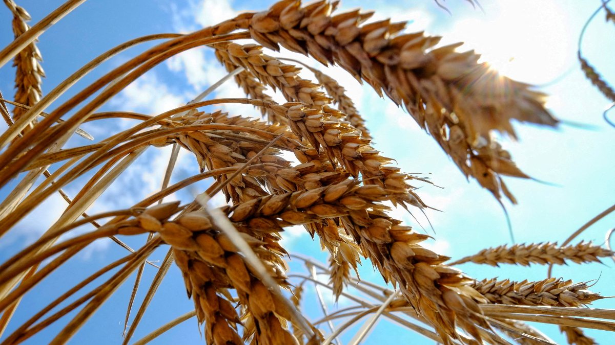 Ukrayna'nın tahıl ihracatı çıkmazda yeni fiyat artışları kapıda