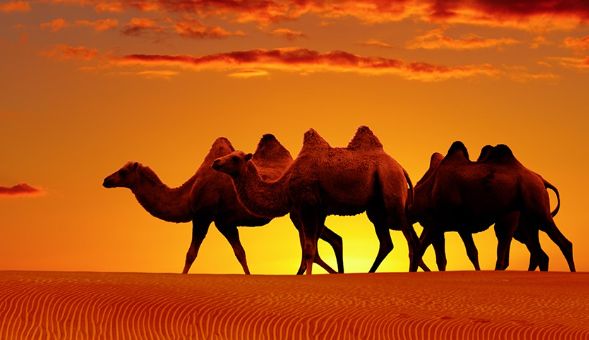 Η γρίπη της καμήλας τρομάζει την Ευρώπη