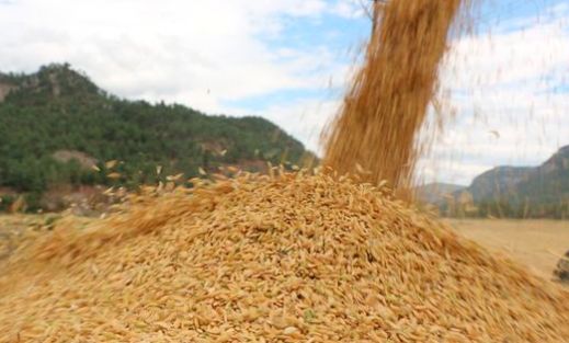 FAO: Gıda fiyatları 2022'de rekor seviyeye yükseld