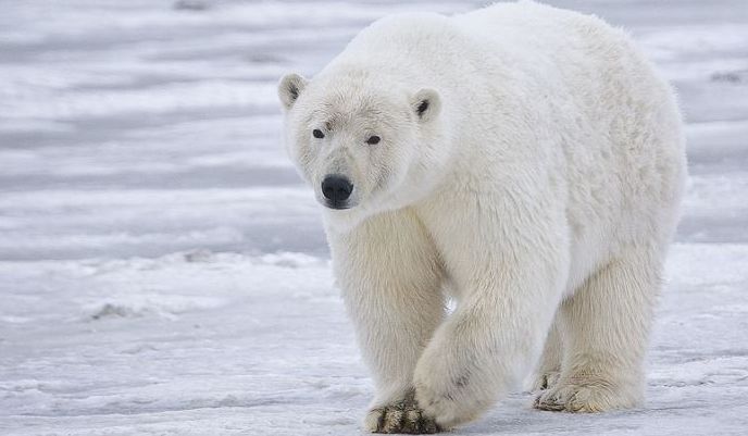 Eskimo yerlilerinin köyüne saldıran kutup ayısı iki kişiyi öldürdü 