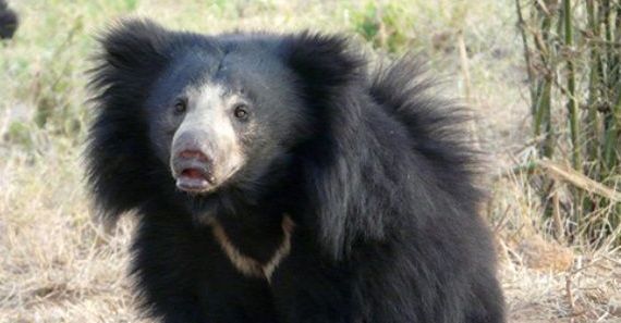 Mahsur kalan 3 tembel ayı soğuktan öldü