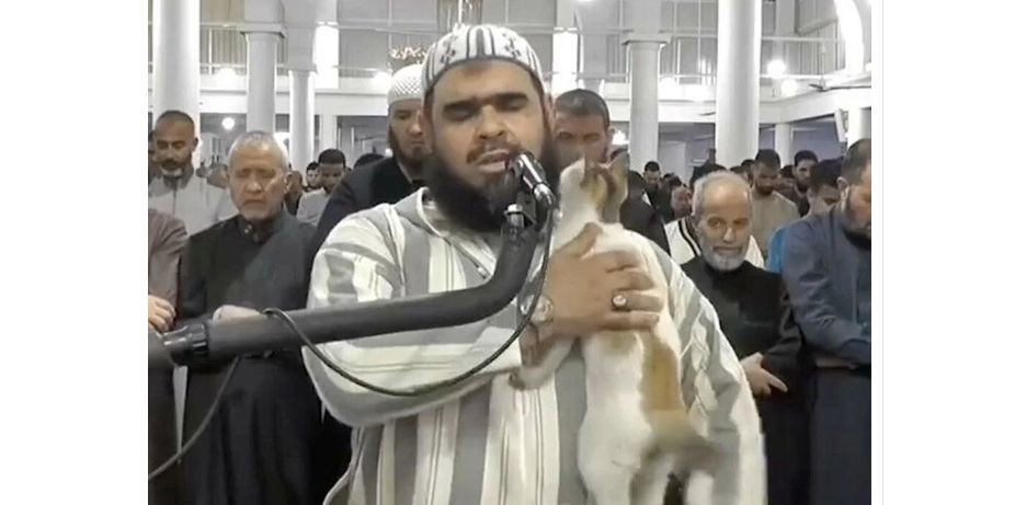Teravih namazı kıldıran imamın kedi şefkati viral oldu video