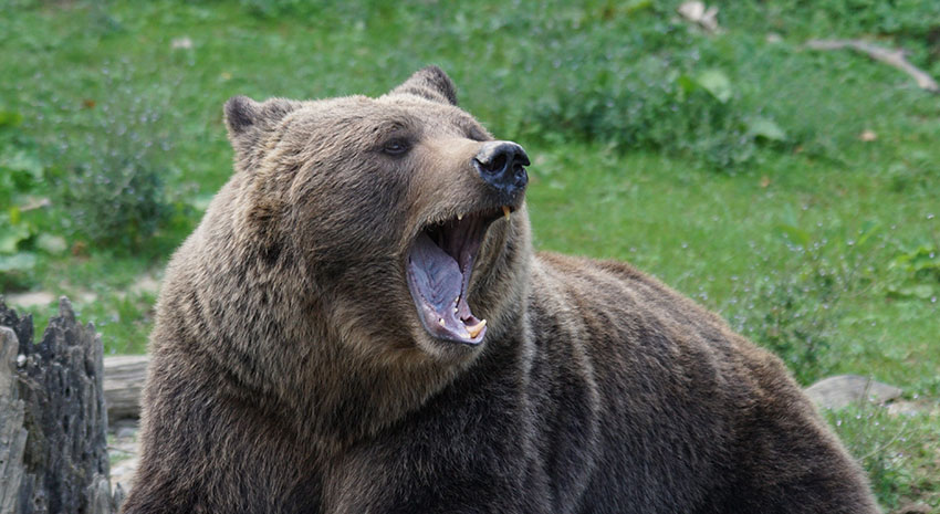 Αντρας σκοτώθηκε από αρκούδα - 150 χρόνια είχε να συμβεί
