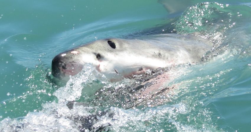 Βίντεο καρχαρία που δαγκώνει μια κολυμβήτρια 