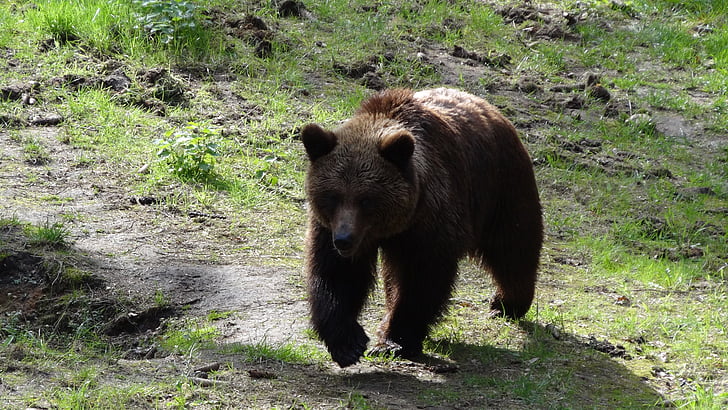 Παγιδεύτηκε η αρκούδα του Τρεντίνο - Αντιδράσεις για το αίτημα θανάτωσής της 
