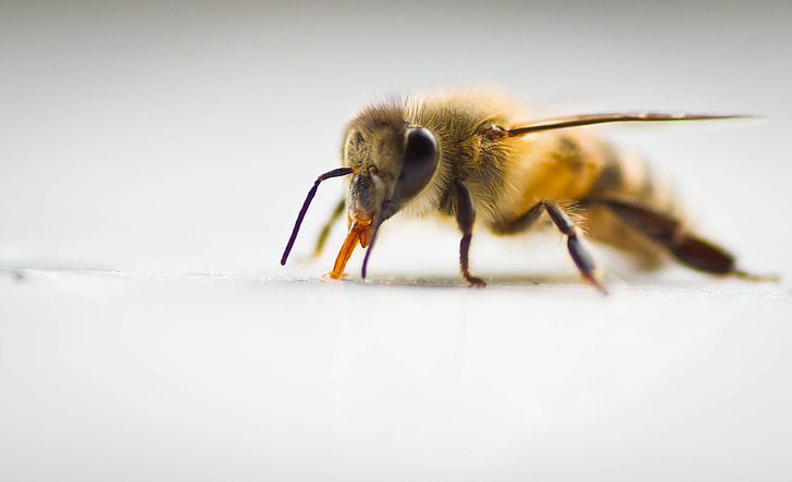 Φονικές αφρικανικές μέλισσες σκότωσαν έξι ανθρώπους