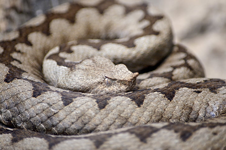 Τι θα πρέπει να κάνεις αν δεις φίδι στο σπίτι ή στην αυλή σου