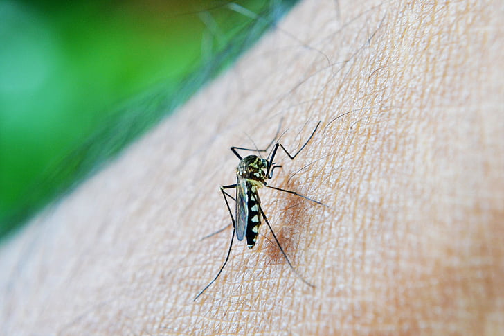 Yüzde 99 etkili; sivrisinekleri uzak tutan 'kovucu'