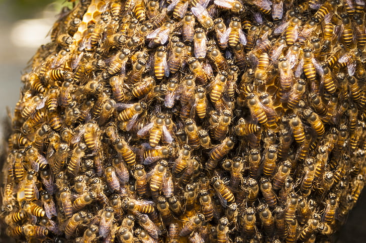 Οι μέλισσες έφυγαν από φορτηγό που μετέφερε τις κυψέλες τους