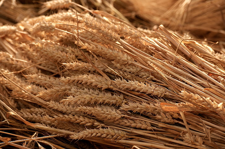 Tahıl anlaşması Rusya hangi şartı arıyor?