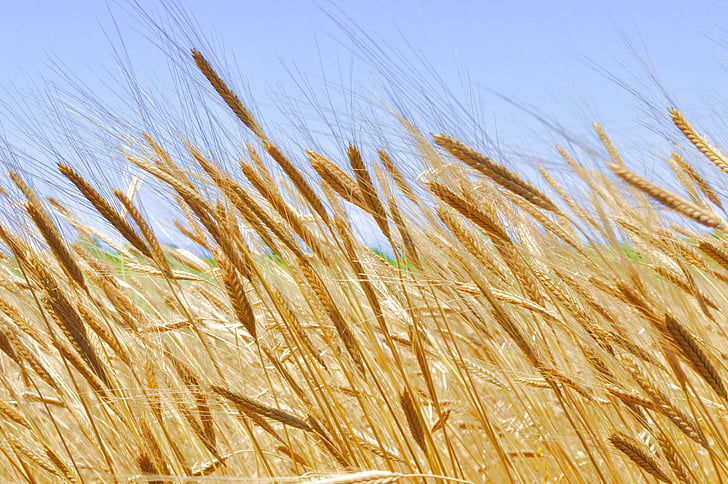 AB'nin Ukrayna tahıl ürünlerine uyguladığı yasak kalkıyor