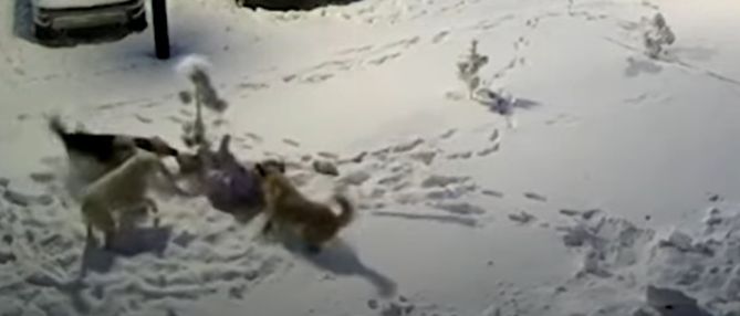 Köpek sürüsü 9 yaşındaki kıza saldırdı, ceketi kurtardı -video-
