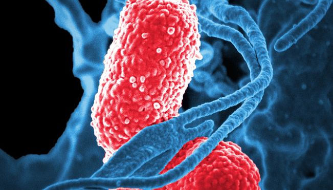 Bilim insanları inatçı bakterilere karşı yeni antibiyotik geliştirdi