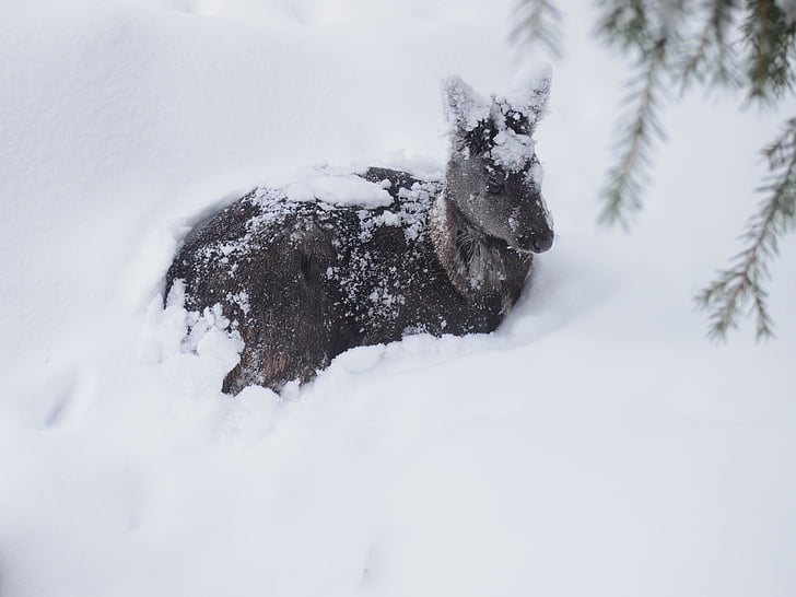 Sert kış koşulları nedeniyle 2 milyondan fazla hayvan öldü