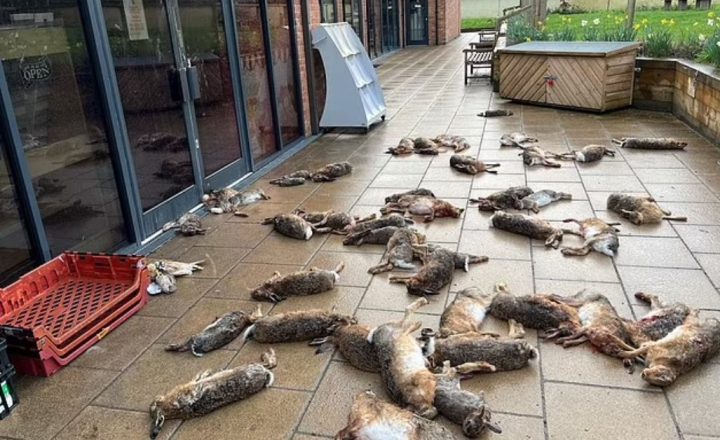 Τρόμος με νεκρά ζώα στους δρόμους βρετανικής πόλης