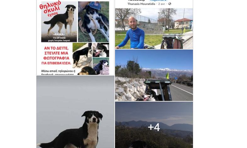 Σκυλίτσα χάθηκε στον Έβρο και βρέθηκε έναν χρόνο μετά στα σύνορα Σερβίας-Βοσνίας