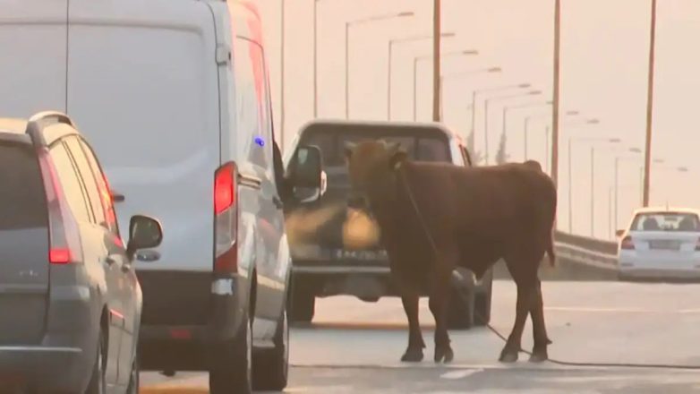 Αγελάδα έτρεχε ανεξέλεγκτη στην Εθνική Οδό
