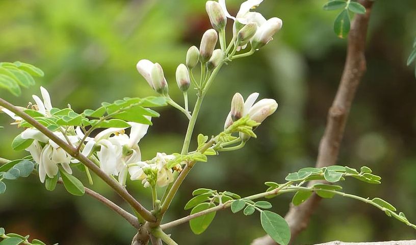 Mucize ağaç moringa, içme suyundaki mikroplastiklerin %98’ini temizledi