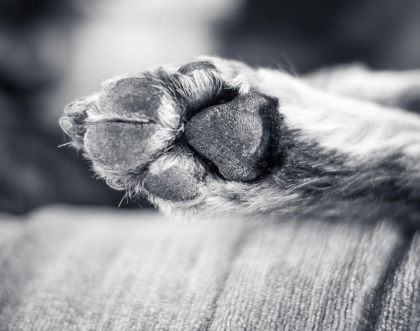 Στη ΜΕΘ το 4χρονο αγόρι που δέχτηκε επίθεση από σκύλο